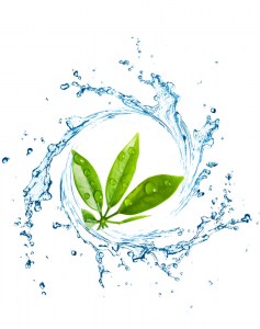 Ανθόνερο Πράσινο Τσάι